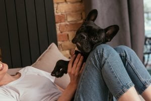 Are french bulldogs good pets