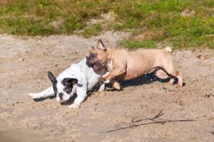French bulldogs running