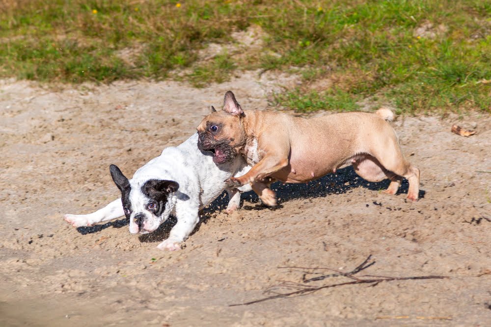 French bulldogs running