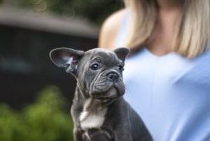 Blue french bulldog
