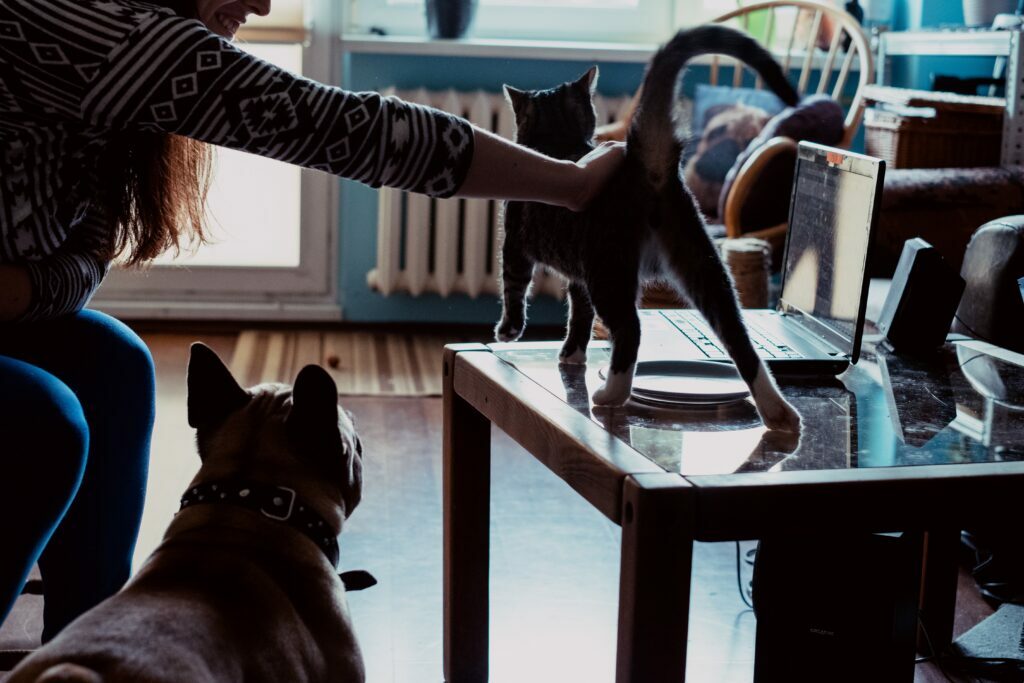 Are French Bulldogs Aggressive? 8 A french bulldog with a cat