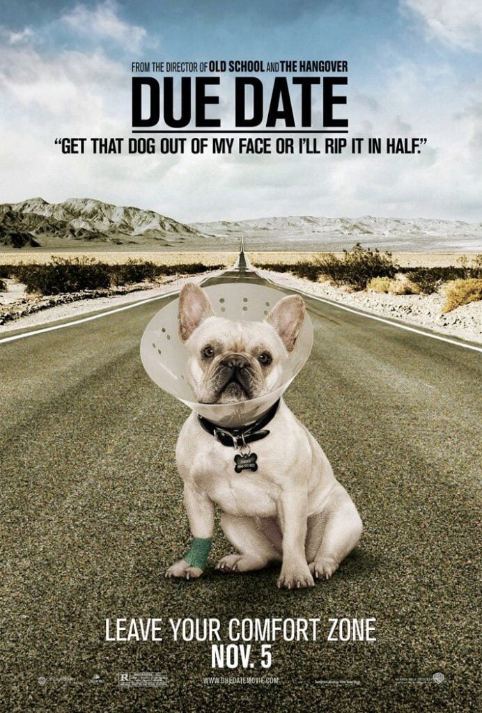 Top 5 French Bulldogs In Movies You Must Watch 3 Due date french bulldog