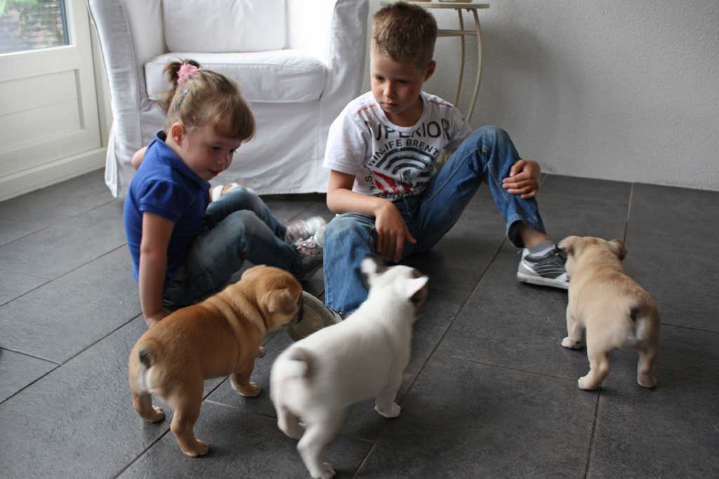 French bulldog and children