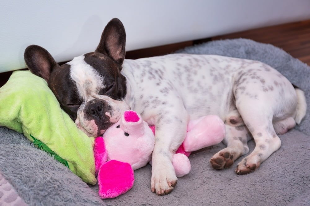 Are French Bulldogs Aggressive? 6 French bulldog sleeping