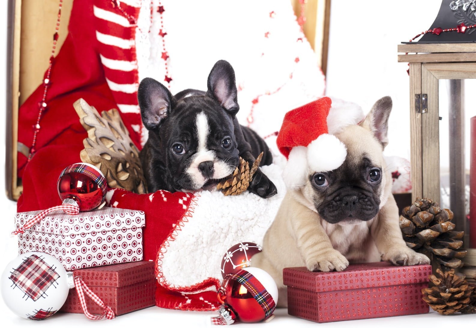 Puppy christmas french bulldog