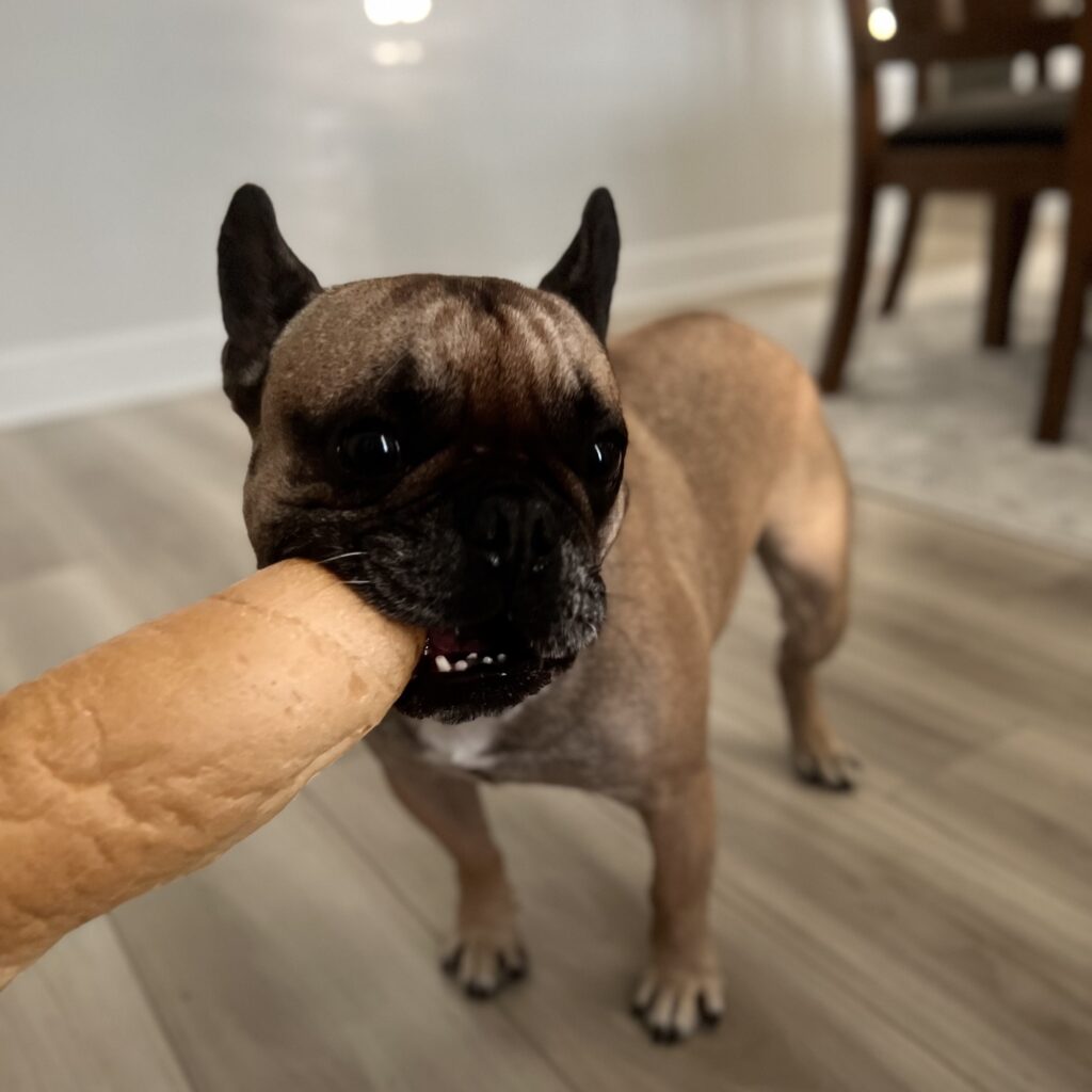 Can French Bulldogs Eat Bread? 5 French bulldog eating bread