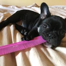 French bulldog grooming