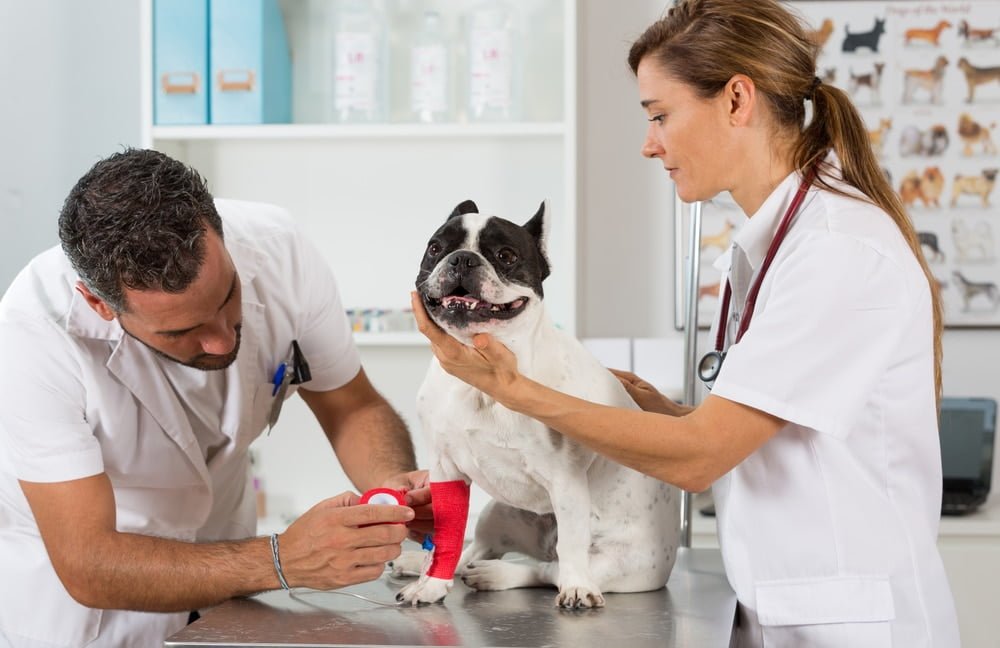 Can French Bulldogs Eat Bread? 7 French bulldog insurance