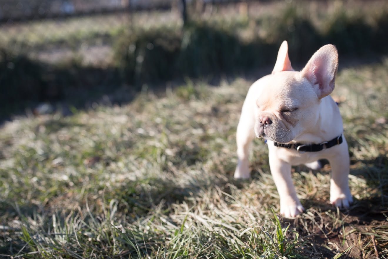 French bulldog off leash