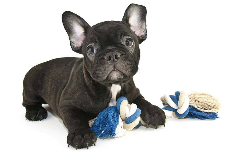 French bulldog puppy health