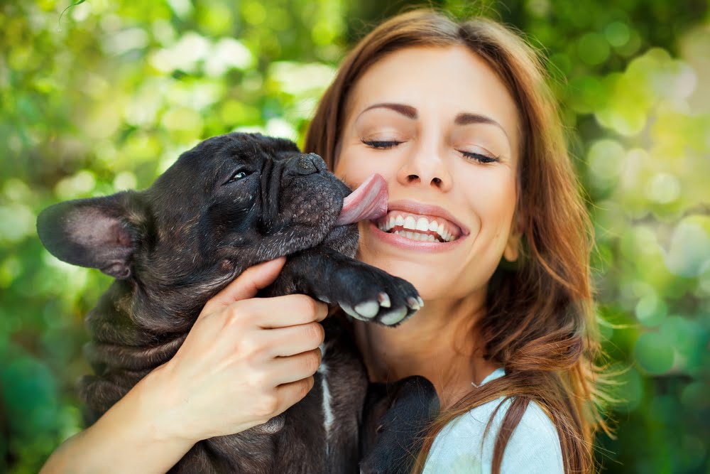 French bulldog