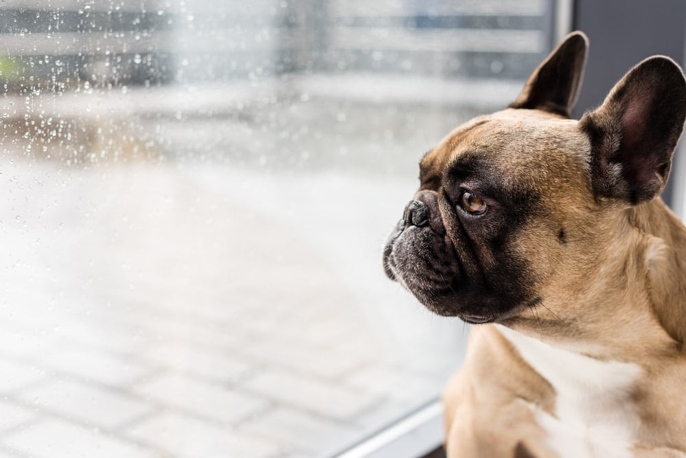 French bulldog separation anxiety