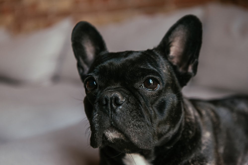 French bulldog
