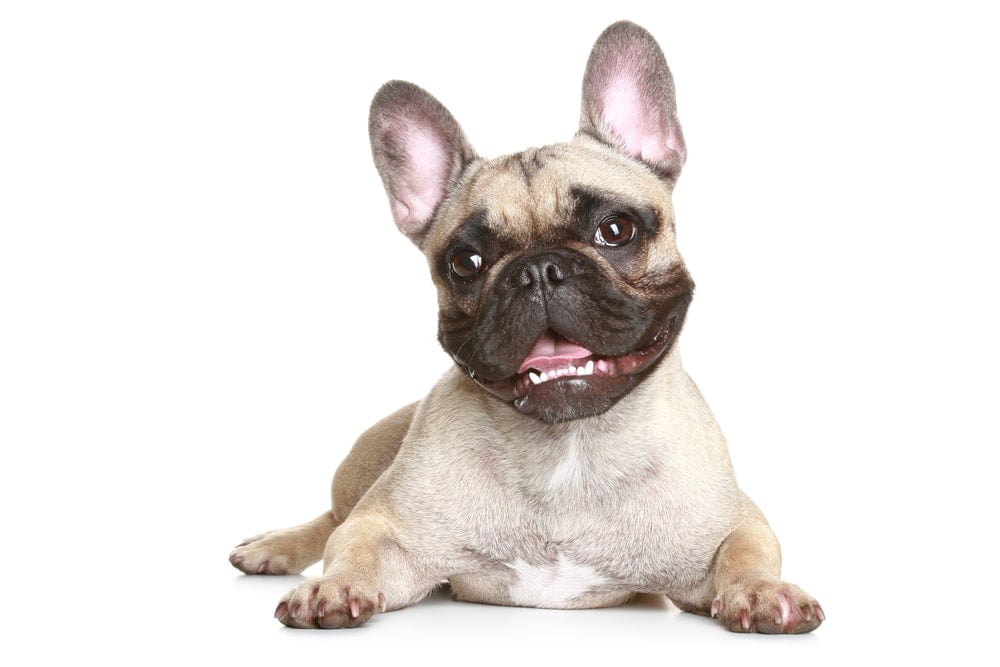 French bulldog smile