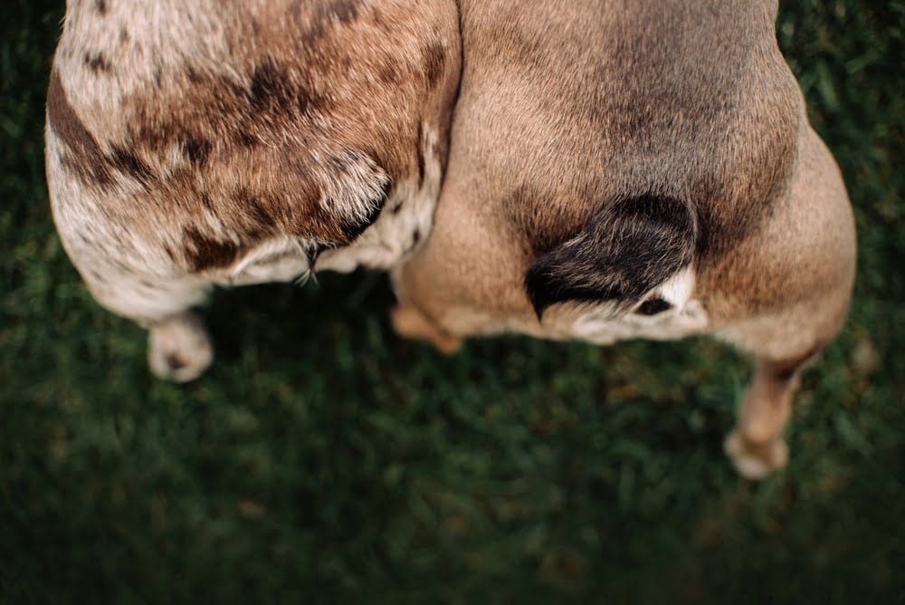 French bulldog tails