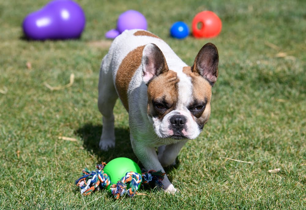 French bulldog toys