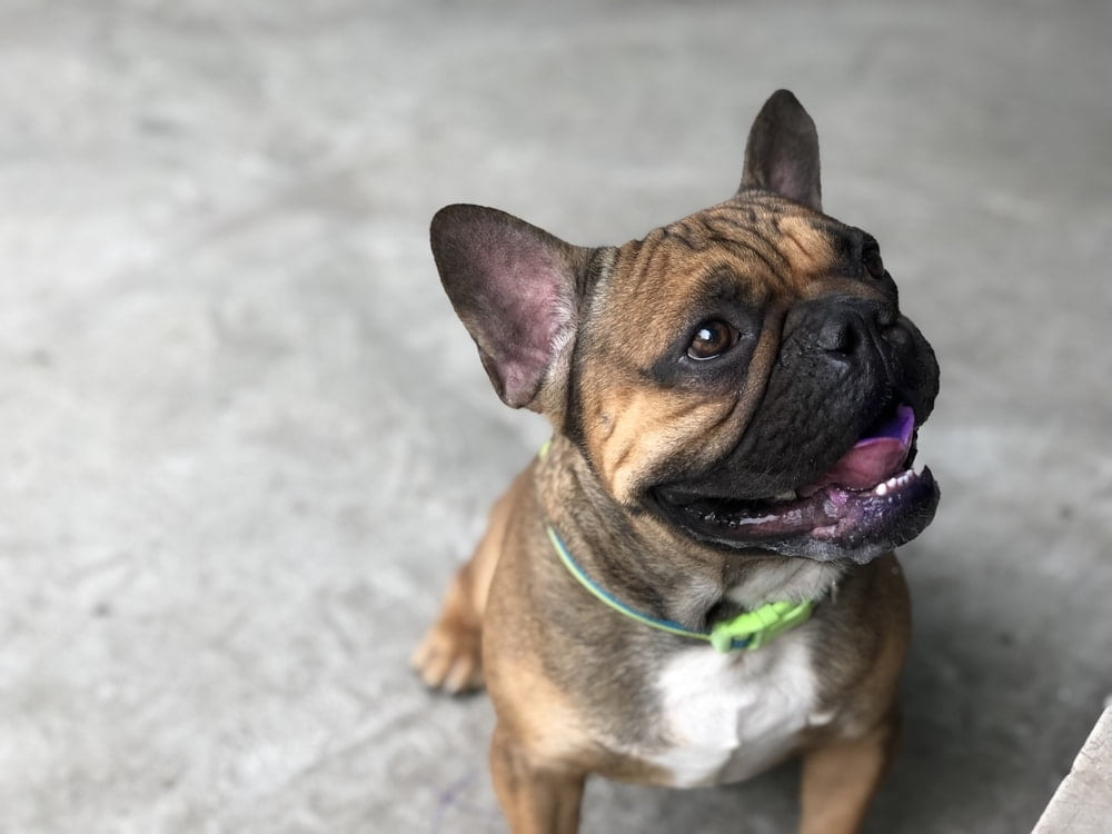 French bulldog training tricks