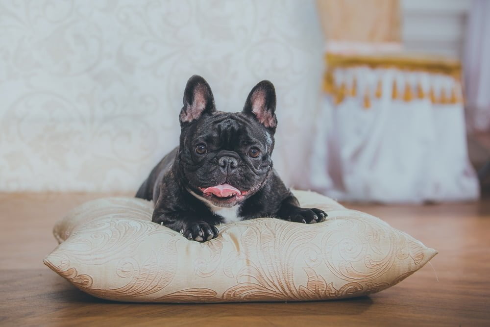 French bulldog underbite