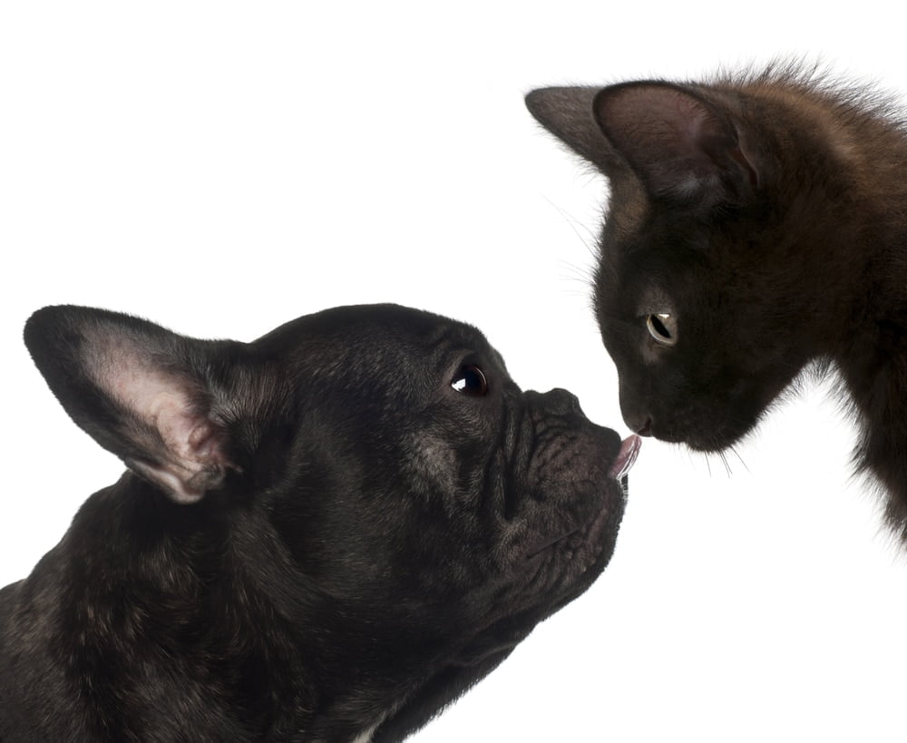 French bulldog and cat