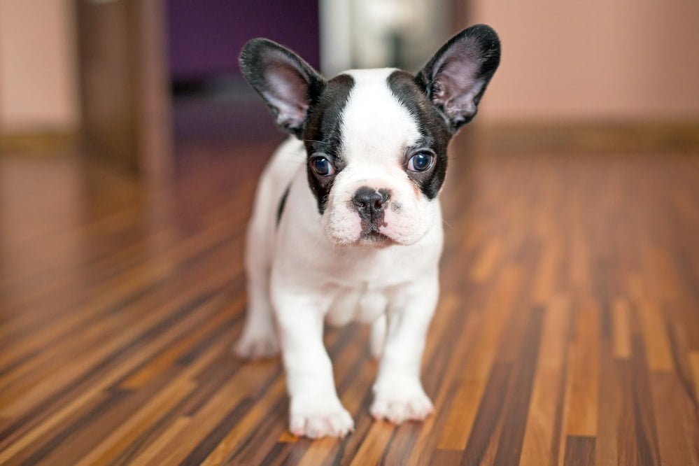 Frenchton