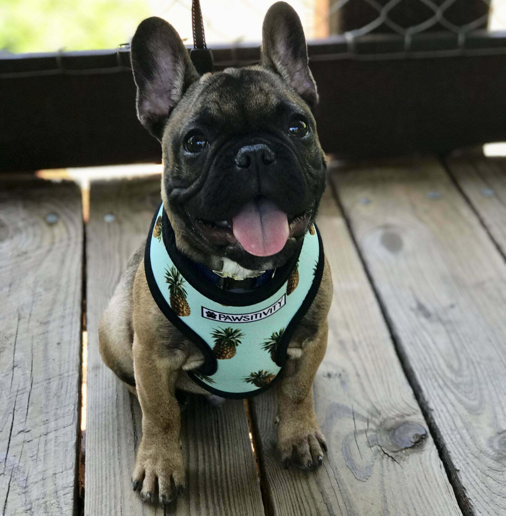 French bulldog in harness