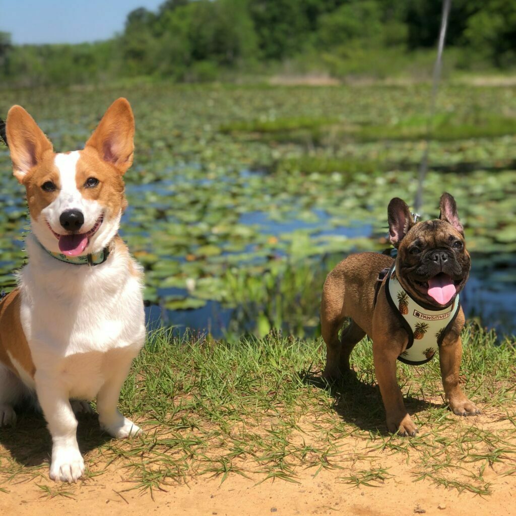 Are French Bulldogs Aggressive? 4 A french bulldog with a corgi