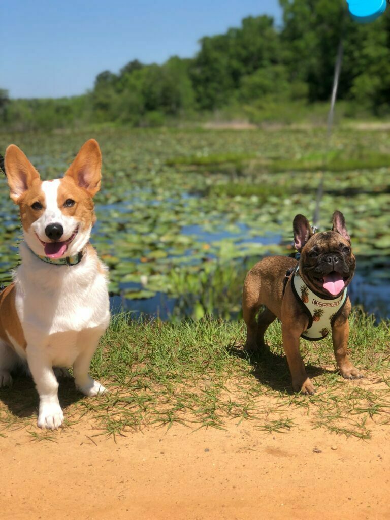 French bulldog standing next to a corgi
