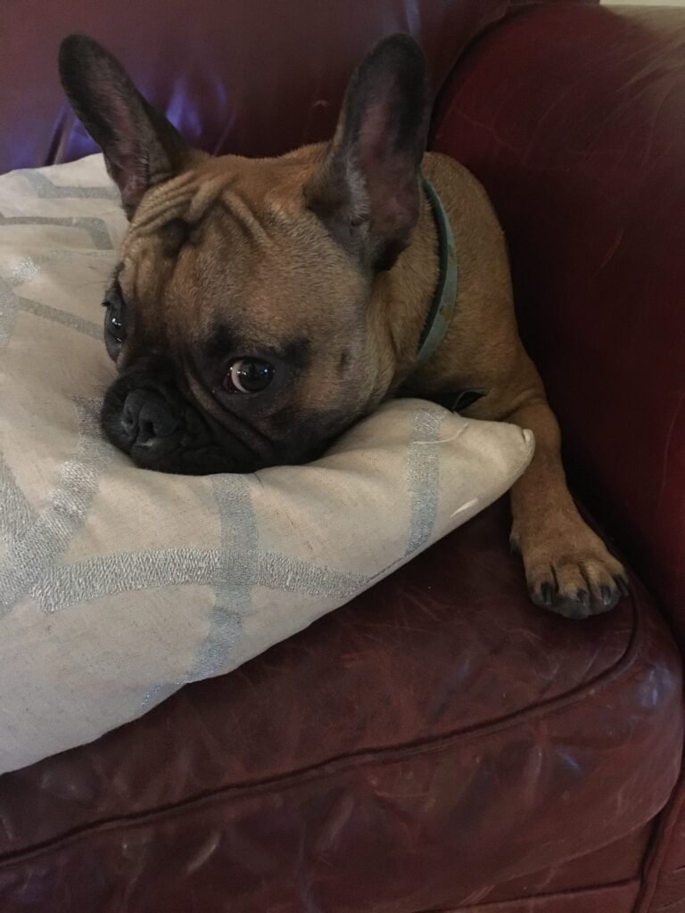 Can French Bulldogs Eat Bread? 6 A sick french bulldog