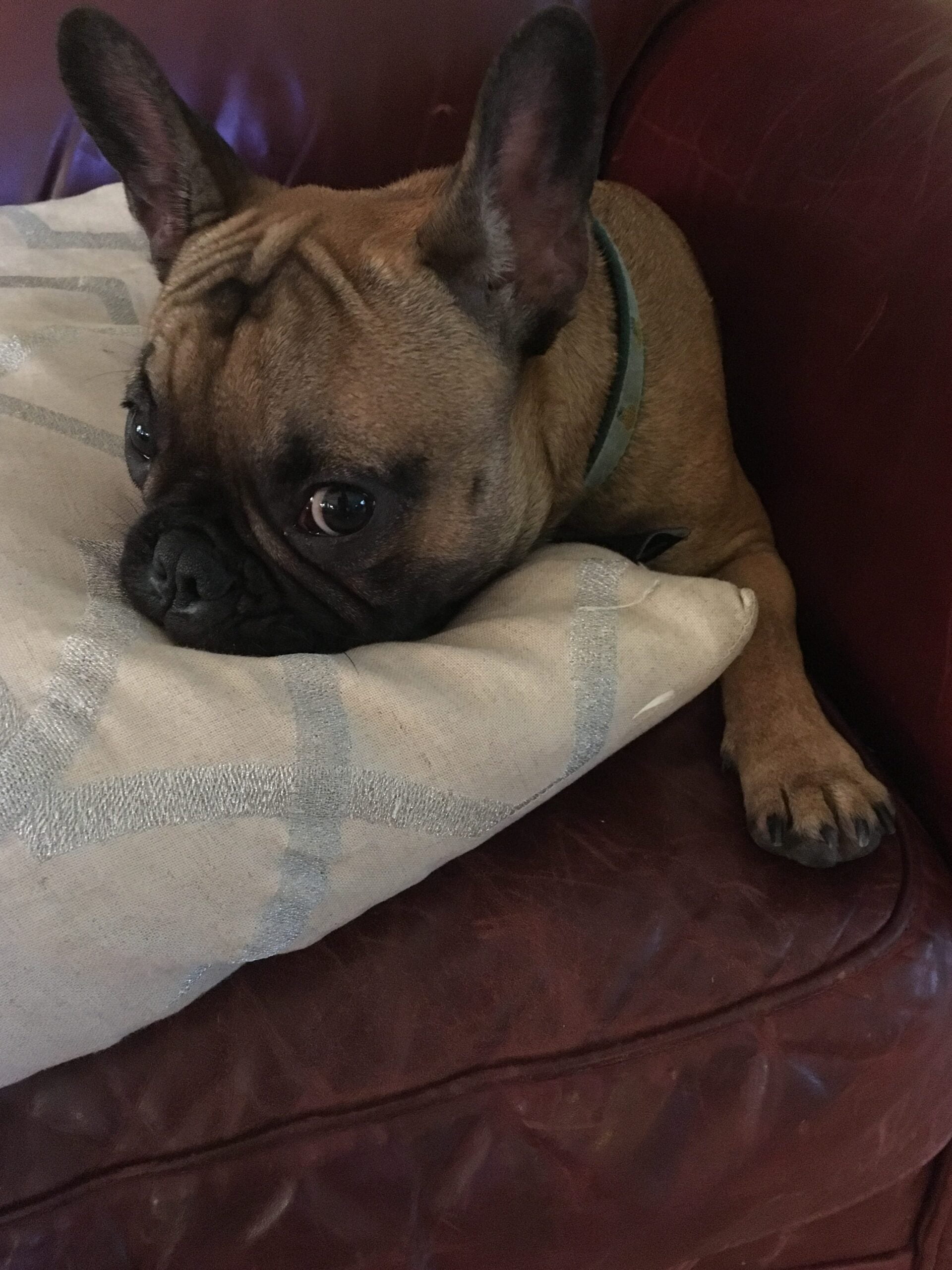 French bulldog looking upset