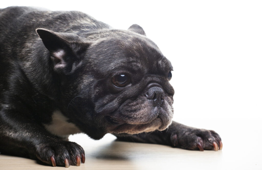 Are French Bulldogs Aggressive? 3 A french bulldog showing aggression