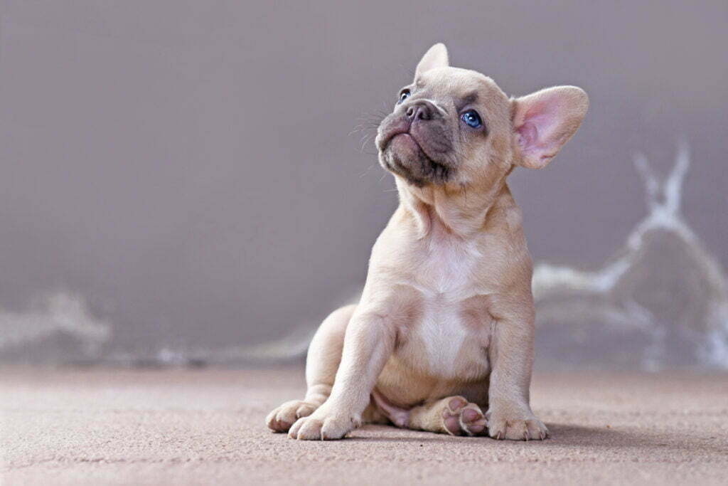 French Bulldog Price Guide: Everything You Should Know 2 Istock 1307872827