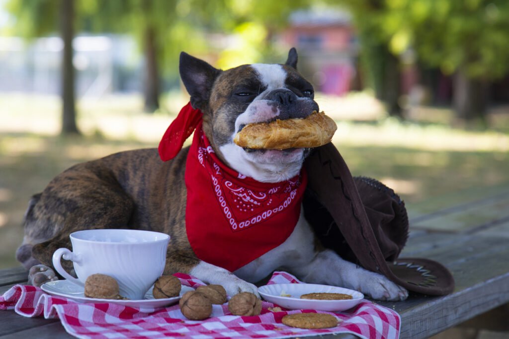 Can French Bulldogs Eat Bread? 2 French bulldog eating bread