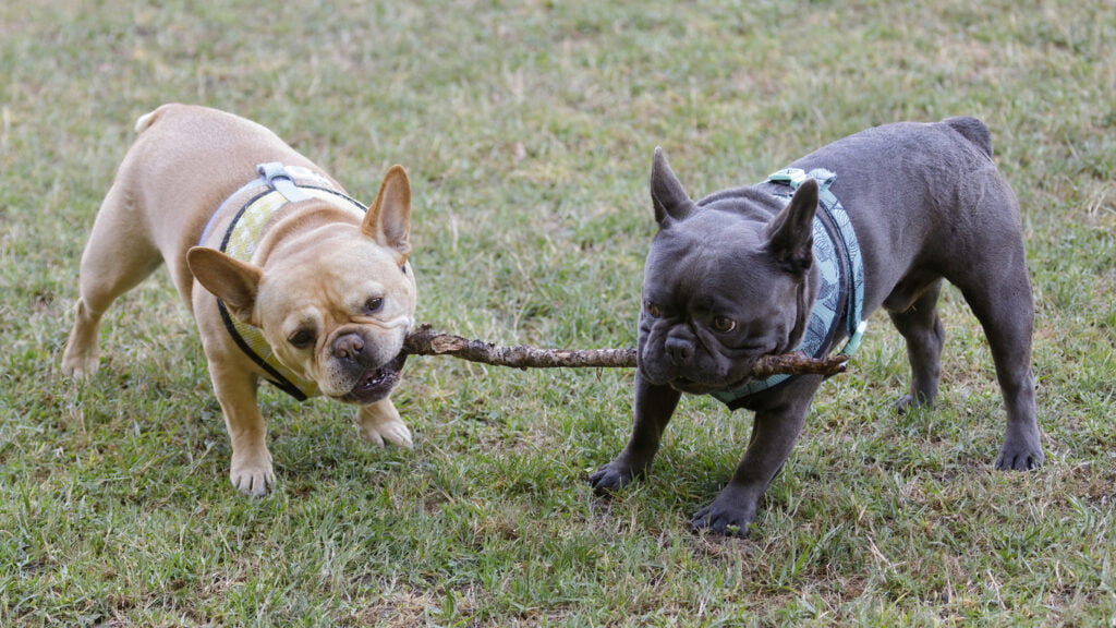 Are French Bulldogs Aggressive? 10 A french bulldog playing with another french bulldog