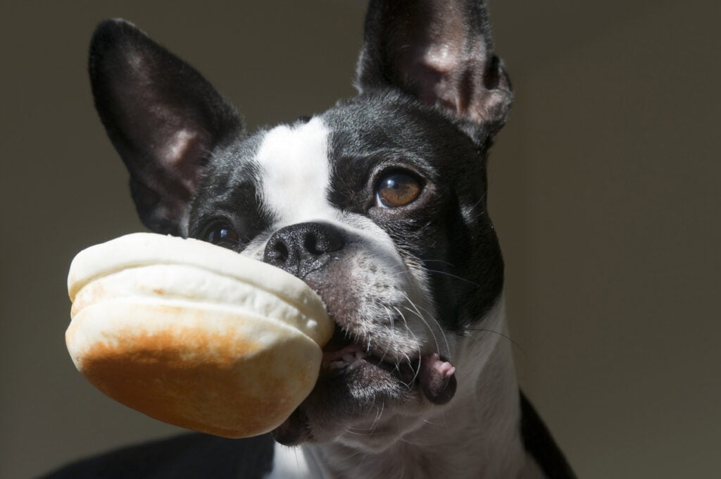 Can French Bulldogs Eat Bread? 3 French bulldog eating biscuit