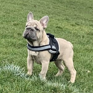 Big rope french bulldog