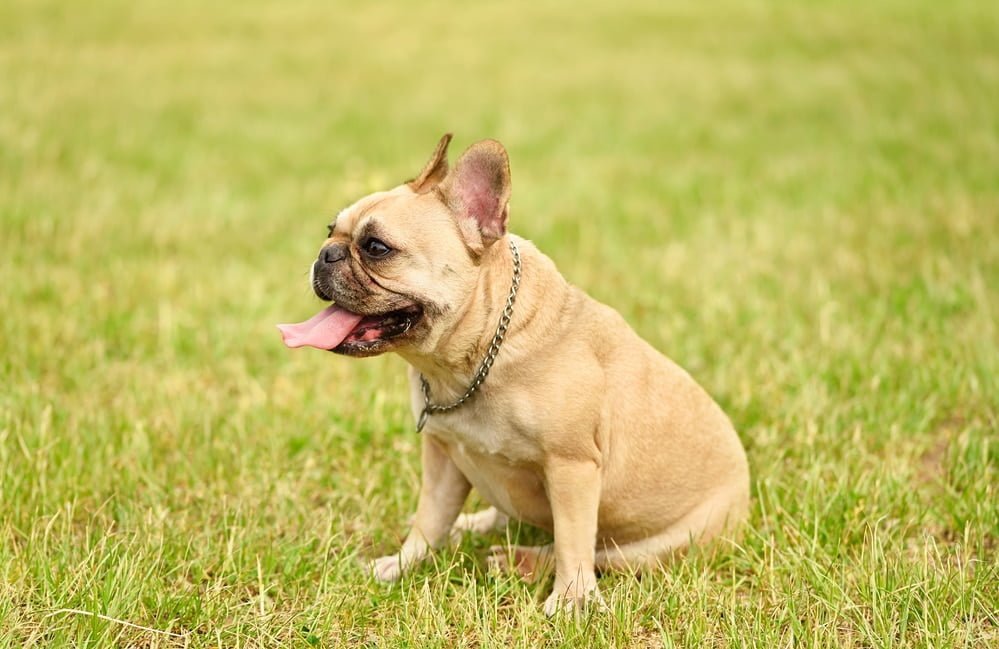 Mini french bulldog