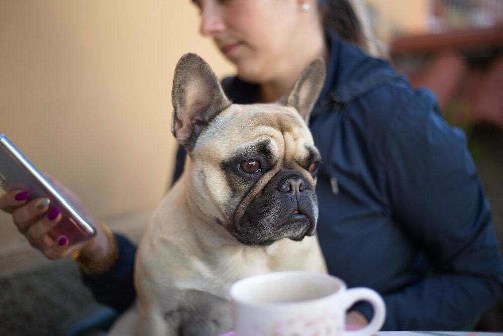 Pet apps for french bulldog owners