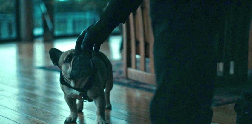Top 5 French Bulldogs In Movies You Must Watch 5 French bulldog in rental movie