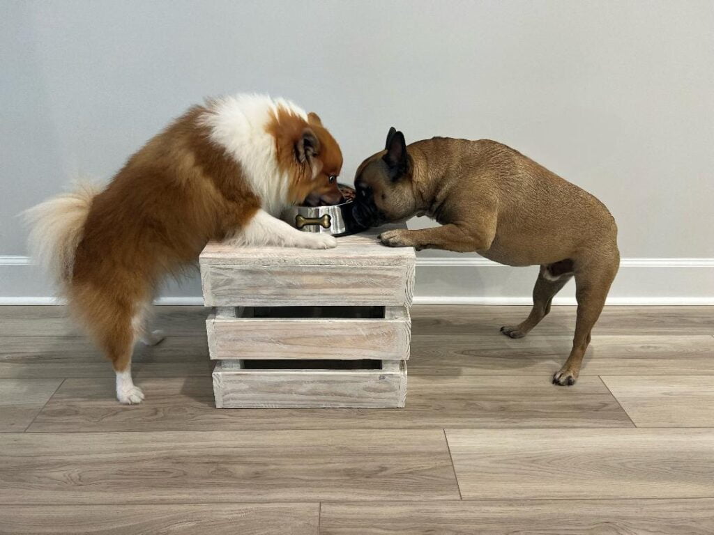 French Bulldog Price Guide: Everything You Should Know 3 Thumbnail