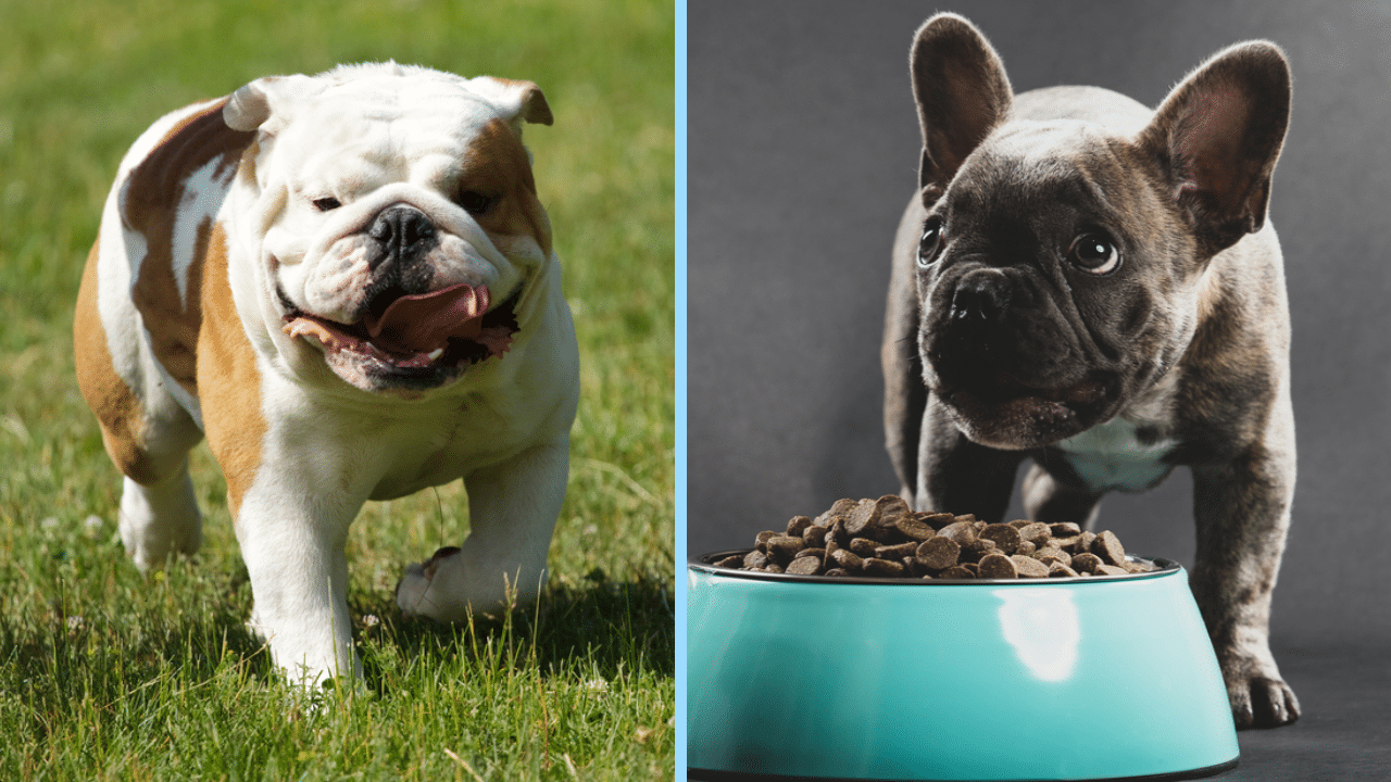 French bulldog vs english bulldog