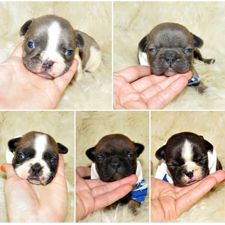 Baby french bulldogs