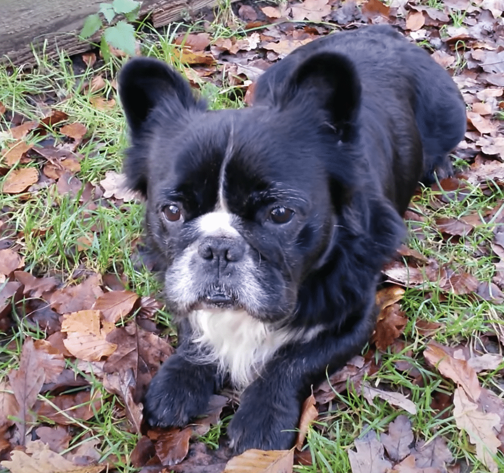 Long haired french bulldog