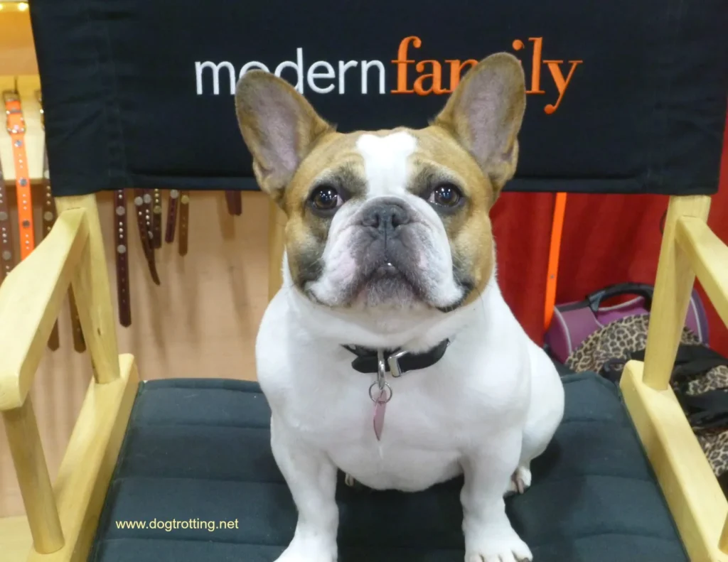 Top 5 French Bulldogs In Movies You Must Watch 4 Modern family french bulldog named stella