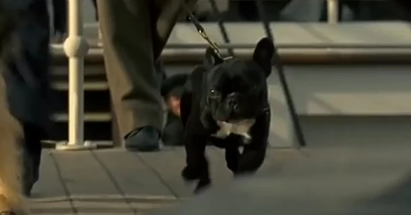 Top 5 French Bulldogs In Movies You Must Watch 2 Titanic french bulldog